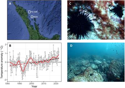 Emergence of the subtropical sea urchin Centrostephanus rodgersii as a threat to kelp forest ecosystems in northern New Zealand